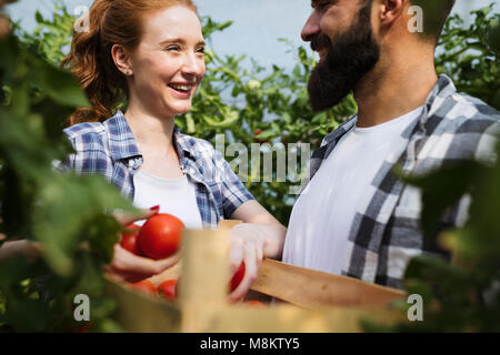 Junges Paar der Landwirte arbeiten im Gewächshaus Stockfoto