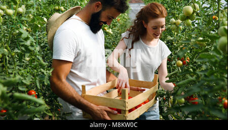 Junges Paar der Landwirte arbeiten im Gewächshaus Stockfoto