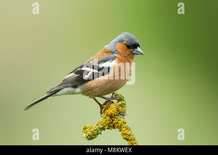 Männchen Buchfink, lateinischer Name Fringilla Coelebs, thront auf einem bunten Flechten bedeckt Zweig vor einem grünen Hintergrund Stockfoto