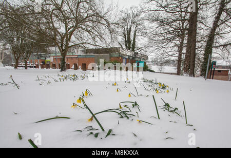 Tier aus dem Osten 2 Narzissen und driftet. 18/03/2018 Credit: Paul Williams/Alamy leben Nachrichten Stockfoto