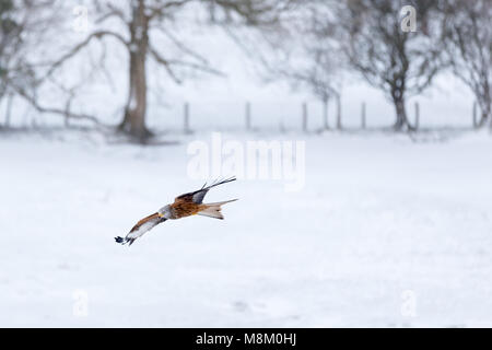 Ein rotmilan (Milvus milvus) im Flug bei Schneefall. © Ian Jones/Alamy Leben Nachrichten. Stockfoto