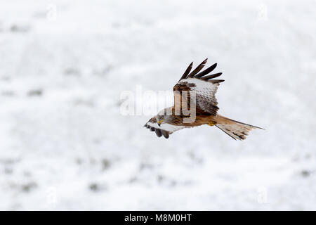 Ein rotmilan (Milvus milvus) im Flug bei Schneefall. © Ian Jones/Alamy Leben Nachrichten. Stockfoto