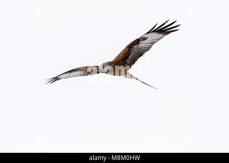 Ein rotmilan (Milvus milvus) im Flug bei Schneefall. © Ian Jones/Alamy Leben Nachrichten. Stockfoto