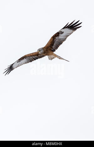 Ein rotmilan (Milvus milvus) im Flug bei Schneefall. © Ian Jones/Alamy Leben Nachrichten. Stockfoto