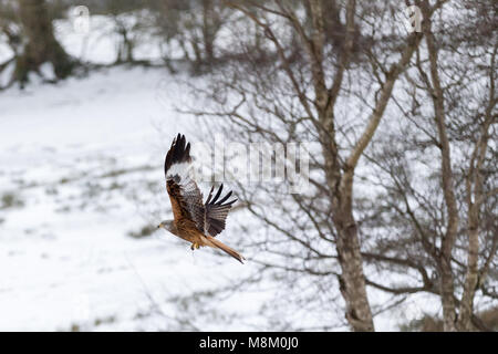 Ein rotmilan (Milvus milvus) im Flug bei Schneefall. © Ian Jones/Alamy Leben Nachrichten. Stockfoto