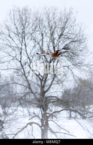 Ein rotmilan (Milvus milvus) im Flug bei Schneefall. © Ian Jones/Alamy Leben Nachrichten. Stockfoto