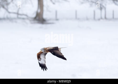 Ein rotmilan (Milvus milvus) im Flug bei Schneefall. © Ian Jones/Alamy Leben Nachrichten. Stockfoto