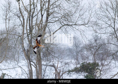 Ein rotmilan (Milvus milvus) im Flug bei Schneefall. © Ian Jones/Alamy Leben Nachrichten. Stockfoto