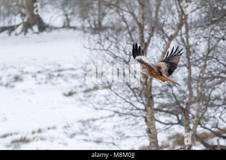 Ein rotmilan (Milvus milvus) im Flug bei Schneefall. © Ian Jones/Alamy Leben Nachrichten. Stockfoto