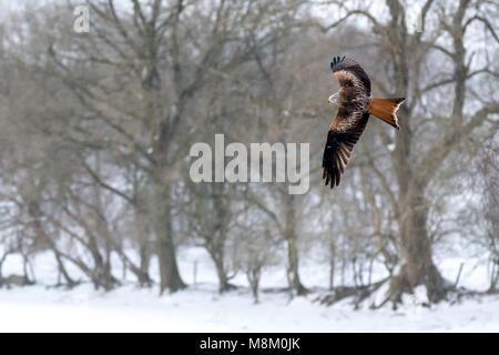 Ein rotmilan (Milvus milvus) im Flug bei Schneefall. © Ian Jones/Alamy Leben Nachrichten. Stockfoto