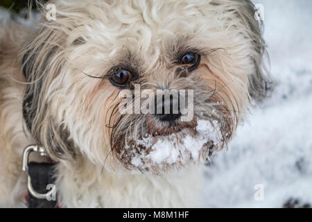 Kidderminster, Großbritannien, 18. März, 2018. Cockapoo "Freddie" genießt den Schnee in Kidderminster, Großbritannien. Credit: Edward J Dyer/Alamy Nachrichten Leben. Stockfoto