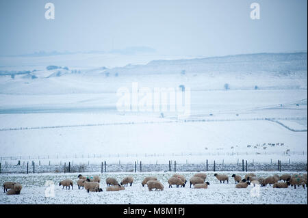 18 März 2018, Poundbury, Dorchester, Dorset, England. UK Wetter. Neugeborene Lämmer und Mutterschafe in den bitterlich kalte Winde und starke Schneeschauer in der Nähe von Maiden Castle, wie das Tier aus dem Osten 2 deckt das Land in Schneeregen und Schnee mit mehr Sibirische Wetter. © David Rebhuhn/Alamy leben Nachrichten Stockfoto