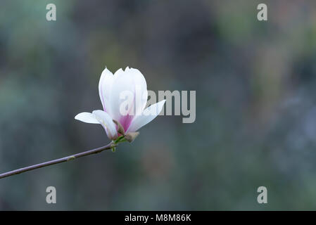 Chengdu Chengdu, China. 19 Mär, 2018. Chengdu, China, 19. März 2018: Magnolia Blumen blühen in einem Park in Chengdu, Provinz Sichuan im Südwesten Chinas. Credit: SIPA Asien/ZUMA Draht/Alamy leben Nachrichten Stockfoto