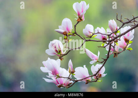 Chengdu Chengdu, China. 19 Mär, 2018. Chengdu, China, 19. März 2018: Magnolia Blumen blühen in einem Park in Chengdu, Provinz Sichuan im Südwesten Chinas. Credit: SIPA Asien/ZUMA Draht/Alamy leben Nachrichten Stockfoto