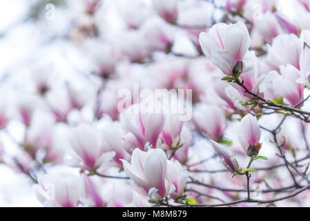 Chengdu Chengdu, China. 19 Mär, 2018. Chengdu, China, 19. März 2018: Magnolia Blumen blühen in einem Park in Chengdu, Provinz Sichuan im Südwesten Chinas. Credit: SIPA Asien/ZUMA Draht/Alamy leben Nachrichten Stockfoto