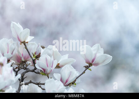 Chengdu Chengdu, China. 19 Mär, 2018. Chengdu, China, 19. März 2018: Magnolia Blumen blühen in einem Park in Chengdu, Provinz Sichuan im Südwesten Chinas. Credit: SIPA Asien/ZUMA Draht/Alamy leben Nachrichten Stockfoto