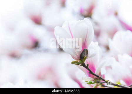 Chengdu Chengdu, China. 19 Mär, 2018. Chengdu, China, 19. März 2018: Magnolia Blumen blühen in einem Park in Chengdu, Provinz Sichuan im Südwesten Chinas. Credit: SIPA Asien/ZUMA Draht/Alamy leben Nachrichten Stockfoto