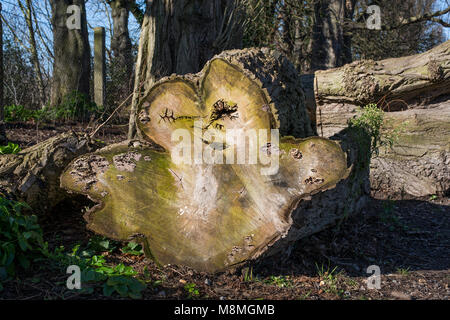 Querschnitt durch einen Baumstamm Stockfoto
