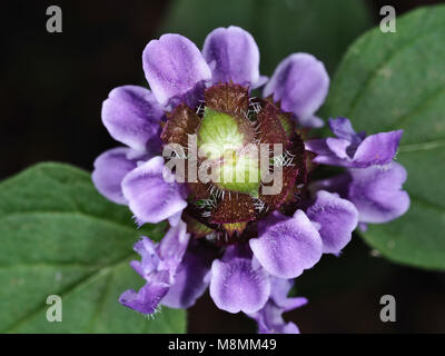 Prunella vulgaris (gemeinsame Selbst bekannt - Heilen, Heilen - alle, woundwort, Herz-von-der-Erde, Tischlerei, Kraut, brownwort und blauen Wellen) close-up Stockfoto