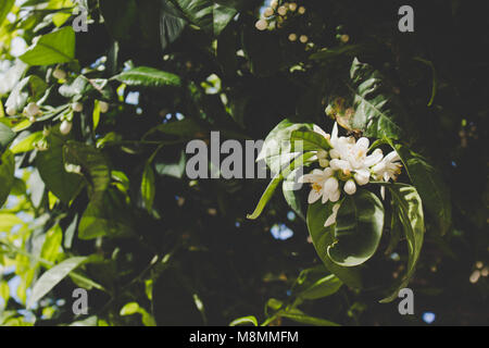 Weiße Blüten. Weiße Blumen orange tree. Stockfoto