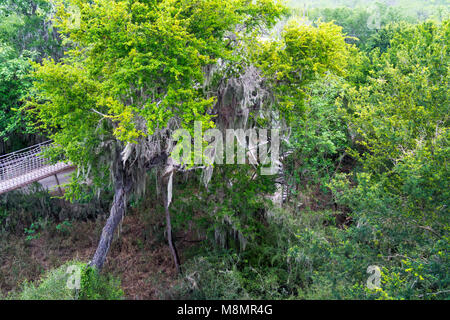 Spanisches Moos hängt von einem Texas Ebony Baum im auwald an der Sanat Ana National Wildlife Refuge in der Nähe von Alamo, Texas im Rio Grande Valley Stockfoto