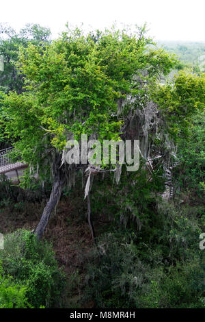 Spanisches Moos hängt von einem Texas Ebony Baum im auwald an der Sanat Ana National Wildlife Refuge in der Nähe von Alamo, Texas im Rio Grande Valley Stockfoto