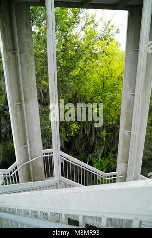 Spanisches Moos hängt von einem Texas Ebony Baum im auwald an der Sanat Ana National Wildlife Refuge in der Nähe von Alamo, Texas im Rio Grande Valley Stockfoto