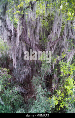 Spanisches Moos hängt von einem Texas Ebony Baum im auwald an der Sanat Ana National Wildlife Refuge in der Nähe von Alamo, Texas im Rio Grande Valley Stockfoto