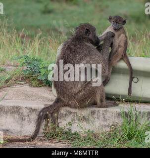 Baby Chacma baboon, Papio Ursinus, an der ein Hautausschlag Barriere von seiner Mutter gepflegt werden; Krüger NP, Südafrika Stockfoto