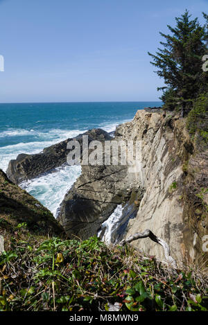 Die felsige Küstenlinie und spektakulären Wellen sind Teil der Anziehung von Shore Acres State Park in Oregon Stockfoto