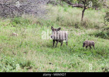 Warzenschwein, Phacochoerus Africanus, und Ferkel im Krüger NP, Südafrika Stockfoto