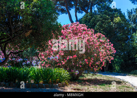Rosa Kirschblüte mit blauer Agapanthus Blumen und grünes Laub in der Villa Celimontana Gärten von Rom an einem sonnigen Tag Stockfoto