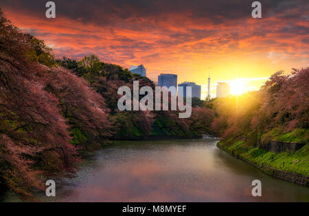 Sakura Kirschblüte Baum an Kitanomaru Garten, Tokio, Japan. Sunset Landschaft. Stockfoto