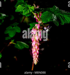 Blume von Chaparral Johannisbeere, Ribes malvaceum, auf dunklem Hintergrund Stockfoto