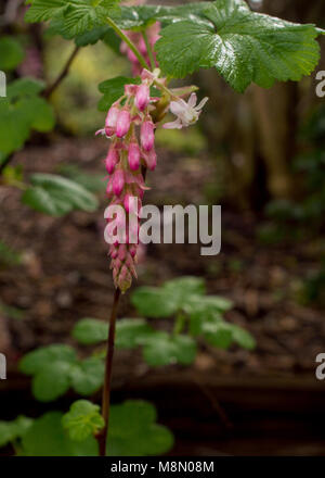 Blumen der Chaparral Johannisbeere, Ribes malvaceum Stockfoto