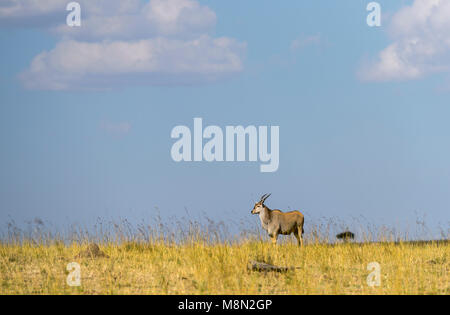 Gemeinsame Eland Fütterung im Grünland in der Masai Mara Stockfoto