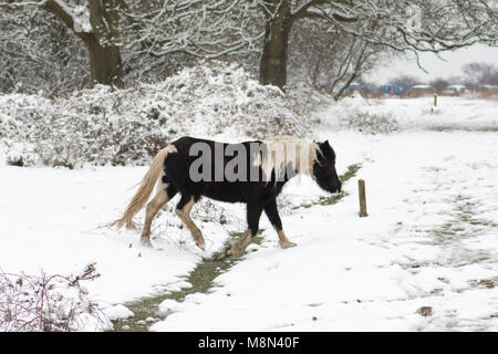 Schwarz und Weiß New Forest pony Stepping über einem Graben im Schnee, Godshill, Hampshire, Großbritannien Stockfoto