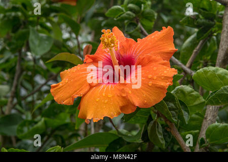 Hibiscus rosa-sinensis Hybrid, Orange Hibiscus in Mangonui, North Island, Neuseeland Stockfoto