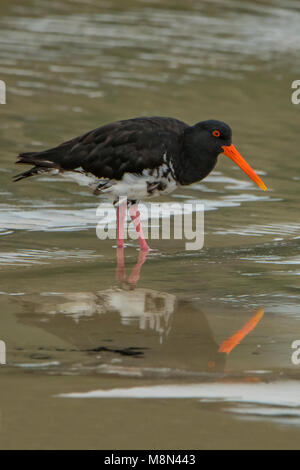 Variable Austernfischer (Haematopus unicolor Jugendlicher), in Taupo Bay Beach, North Island, Neuseeland Stockfoto