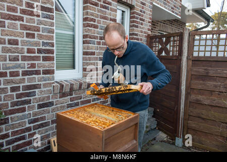 Imker prüft einen Rahmen eines Bienenstockes hinter seinem Haus im Garten Stockfoto