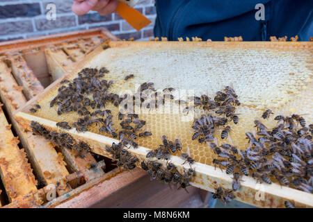 Imker prüft einen Rahmen eines Bienenstockes. Es zeigt offene und geschlossene Zellen einer Wabe und Bienen kriechen auf es Stockfoto