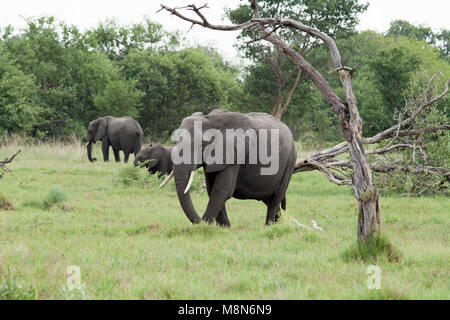 Afrikanische Elefanten (Loxodonta africanus). Fütterung. Beweidung, das Sammeln von Gras. Elefanten beschädigten Baum im Vordergrund. Januar. Okavango Delta. Botswana. Afrika. Stockfoto