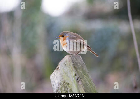 Ein Rotkehlchen, Erithacus rubecula, darauf wartet, von einem Stapel für Würmer wie Holz für ein Feuer Anmelden bei kaltem Wetter bewegt wird, Lancashire, England Großbritannien GB Stockfoto