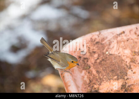 Ein Rotkehlchen, Erithacus rubecula, darauf wartet, von einem Stapel auf eine Schubkarre für Würmer wie Holz für ein Feuer Anmelden bei kaltem Wetter bewegt, Lancashire Engl Stockfoto