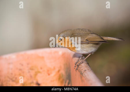 Ein Rotkehlchen, Erithacus rubecula, darauf wartet, von einem Stapel auf eine Schubkarre für Würmer wie Holz für ein Feuer Anmelden bei kaltem Wetter bewegt, Lancashire Engl Stockfoto