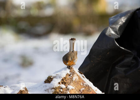 Ein Rotkehlchen, Erithacus rubecula, darauf wartet, von einem Stapel für Würmer wie Holz für ein Feuer Anmelden bei kaltem Wetter bewegt wird, Lancashire, England Großbritannien GB Stockfoto