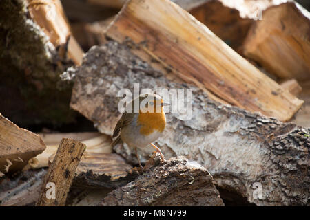 Ein Rotkehlchen, Erithacus rubecula, darauf wartet, von einem Stapel für Würmer wie Holz für ein Feuer Anmelden bei kaltem Wetter bewegt wird, Lancashire, England Großbritannien GB Stockfoto