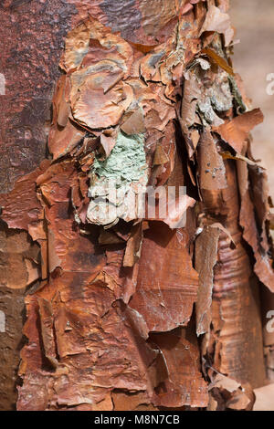 Chinesische Papier - Rinde Baum (Acer griseum), Rinde Detail auf reifer Baum Stockfoto