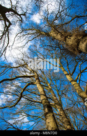 Äste ohne Blätter in wintertijd aus verschiedenen Bäume gegen den blauen Himmel von unten Stockfoto