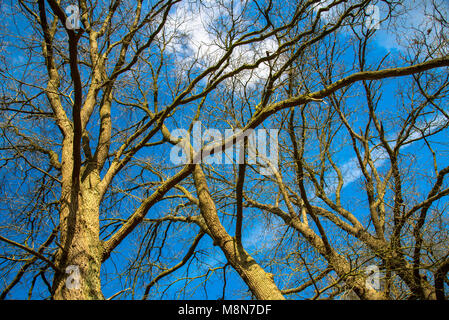 Äste ohne Blätter in wintertijd aus verschiedenen Bäume gegen den blauen Himmel von unten Stockfoto